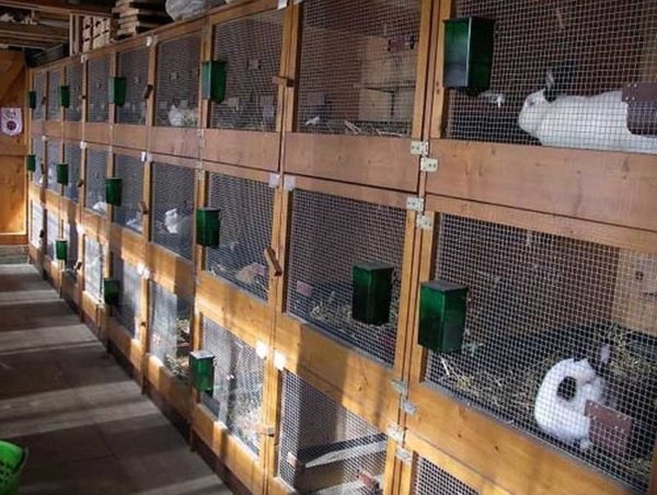 Как сделать крольчатник Как сделать крольчатник