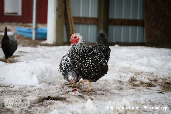 Куры в огороде весной, летом, осенью и зимой
