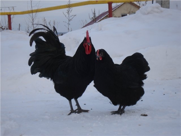 Австралорп — куры родом из страны кенгуру Австралорп — куры родом из страны кенгуру