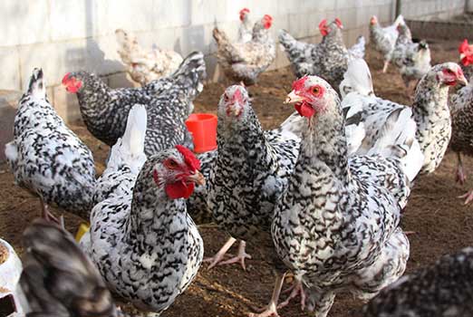 Деревенские курочки Пушкинской породы