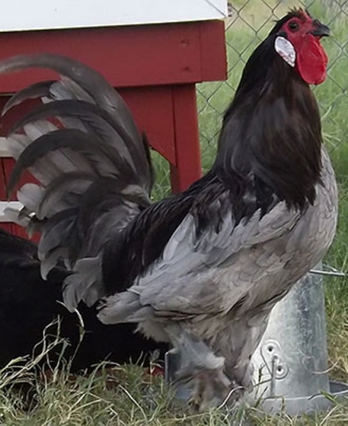 ТОП-15 элитных и редких пород кур ТОП-15 элитных и редких пород кур