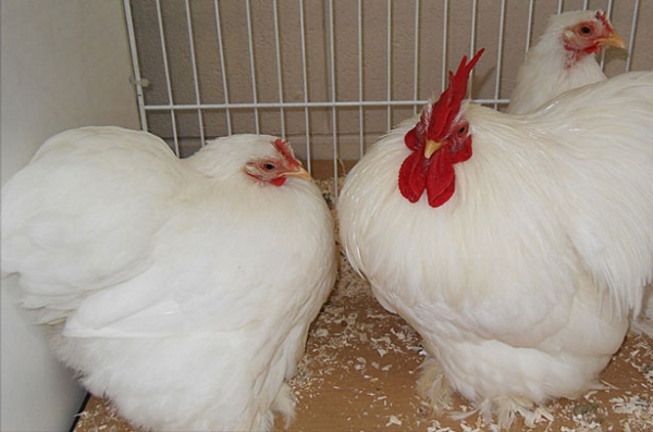 Кто такие куры породы Бентамка? Кто такие куры породы Бентамка?