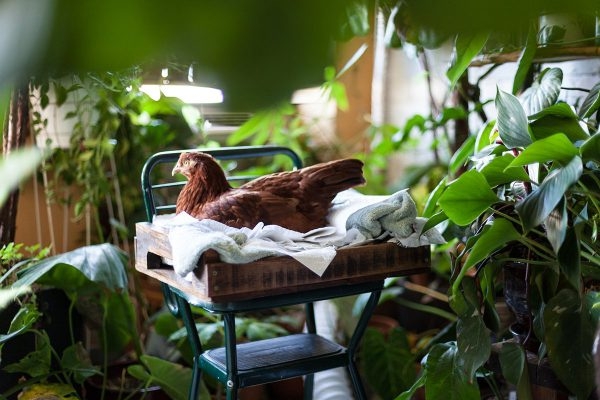 Курица живет в квартире — фото и карьера несушки фотомодели