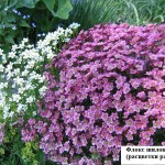 Альпинарий: виды, устройство, растения