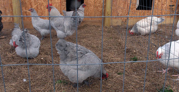 Все о курочках Суссекс