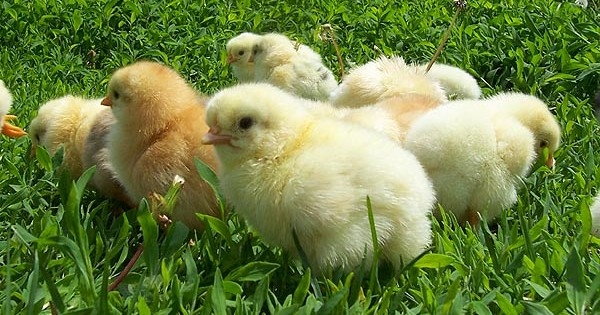 Могут ли бройлерные куры давать яйца?