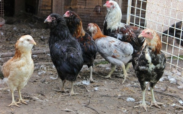 Куры Арауканской породы — производители бирюзовых яиц