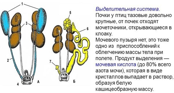 Анатомия курицы несушки в картинках и видео
