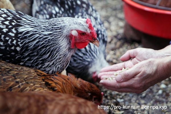 Как лечить сальмонеллез у домашних кур?