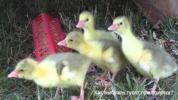 Как выбрать гусят при покупке на рынке Как выбрать гусят при покупке на рынке