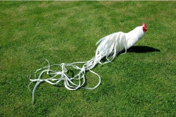 Феникс — курочка из китайских легенд