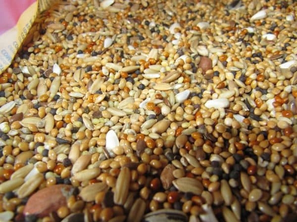 Составы комбикормов для бройлеров Составы комбикормов для бройлеров