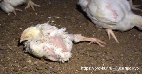 Болезни бройлеров — симптомы и лечение Болезни бройлеров — симптомы и лечение
