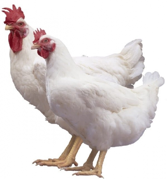 Несутся ли бройлерные куры в домашних условиях?