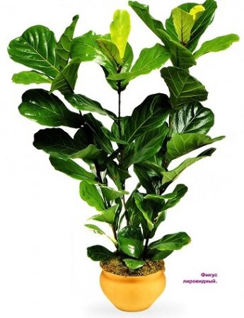 Фикусы - виды и фото Фикусы - виды и фото