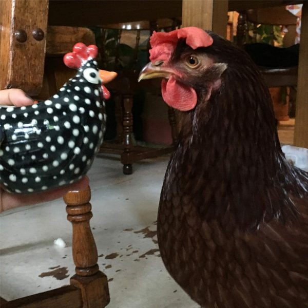 Курица живет в квартире — фото и карьера несушки фотомодели