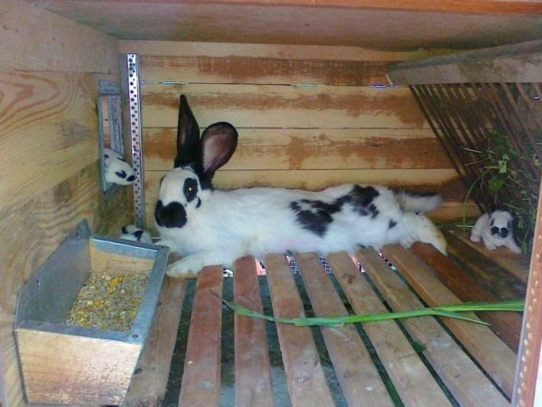 Как сделать крольчатник Как сделать крольчатник