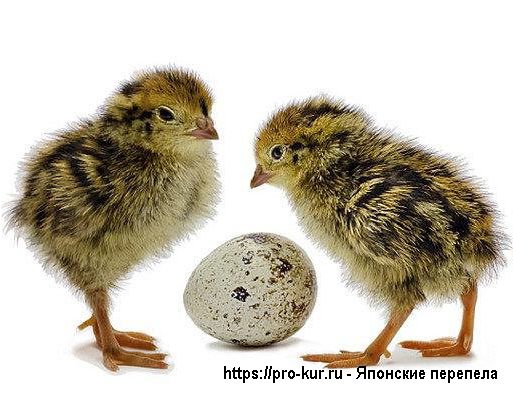 Как содержать японских перепелов? Как содержать японских перепелов?