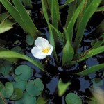 Как сделать пруд на даче, в саду, возле дома Как сделать пруд на даче, в саду, возле дома