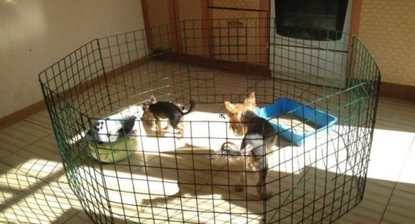 Как построить вольер для собаки своими руками