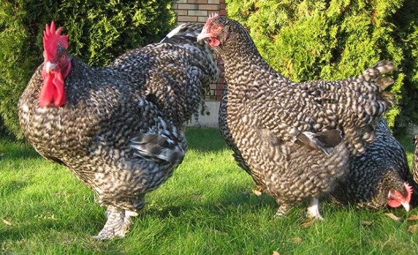 Бельгийская курочка породы Мехеленская кукушка