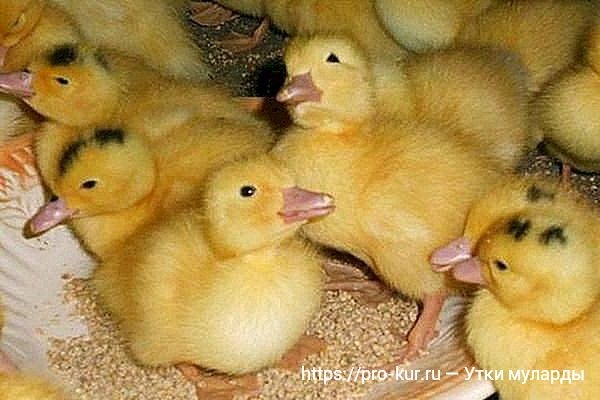 Муларды — выращивание в домашних условиях, кормление