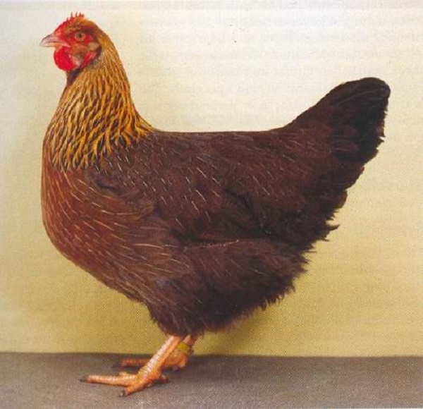 Чем примечательны курочки Вельзумер?