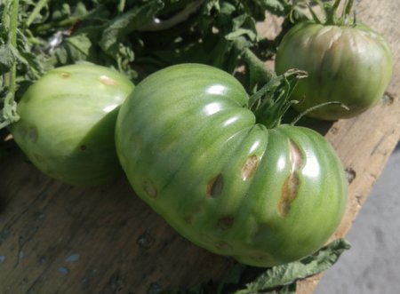 Фитофтора на помидорах как бороться?