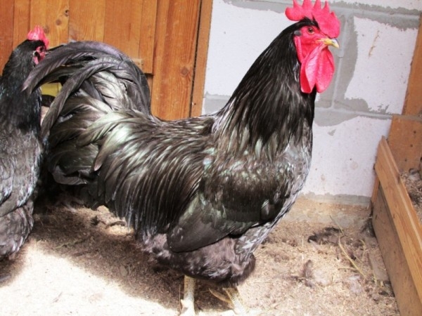 Все секреты курочек мясных пород Все секреты курочек мясных пород