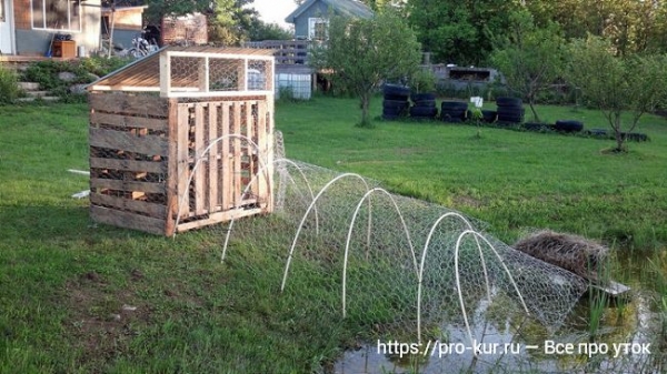 Птичник для уток своими руками — как построить и оборудовать Птичник для уток своими руками — как построить и оборудовать