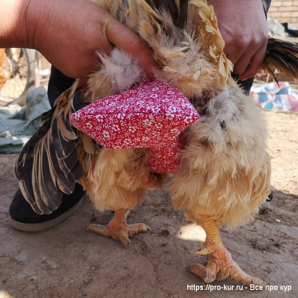 Куры в подгузниках фото и видео