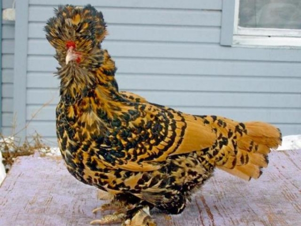 Все, что вы хотели знать о декоративных курах Все, что вы хотели знать о декоративных курах