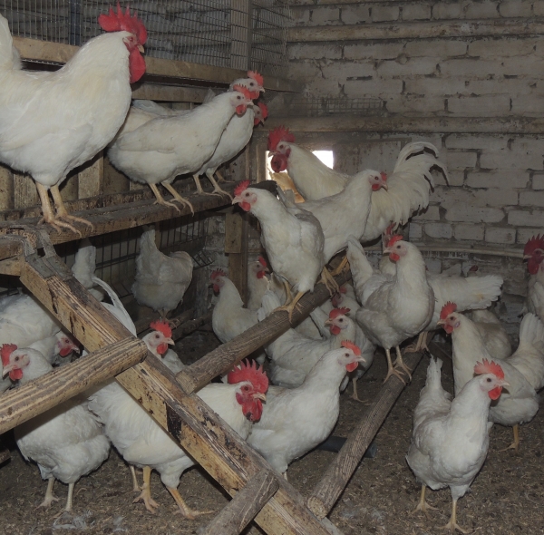 Панциревские куры — достойное украшение птичьего двора Панциревские куры — достойное украшение птичьего двора