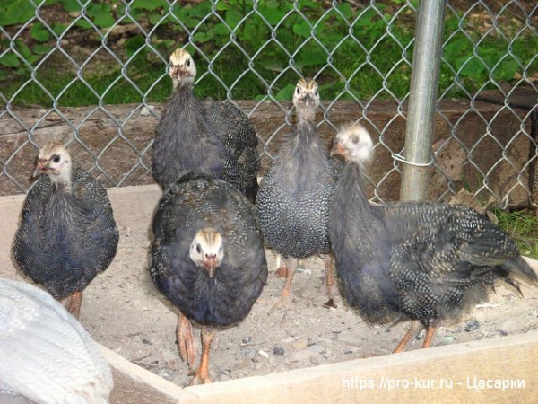 Разведение цесарок в домашних условиях