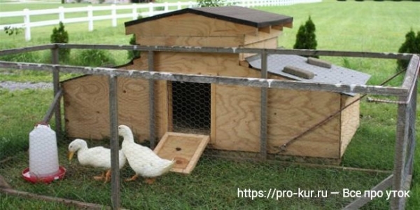 Птичник для уток своими руками — как построить и оборудовать Птичник для уток своими руками — как построить и оборудовать