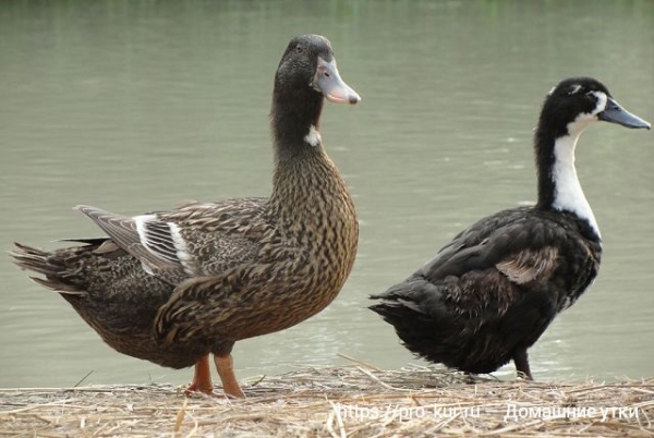 Домашние утки — общая информация Домашние утки — общая информация