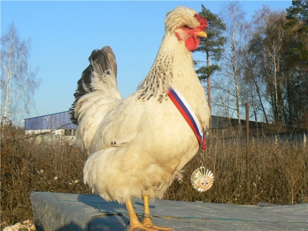 А вы знаете курочек породы Русская хохлатая?