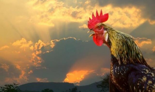 Почему петухи кукарекают по утрам?