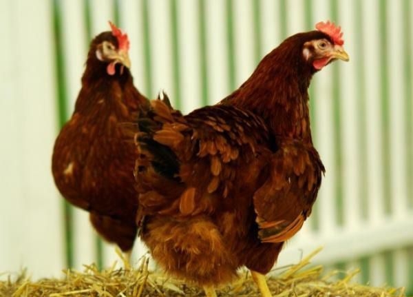 Характеристика мясо-яичной породы кур Тетра