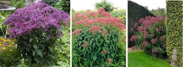 Какие цветы посадить на даче? Многолетние садовые цветы