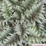 Как сделать пруд на даче, в саду, возле дома Как сделать пруд на даче, в саду, возле дома