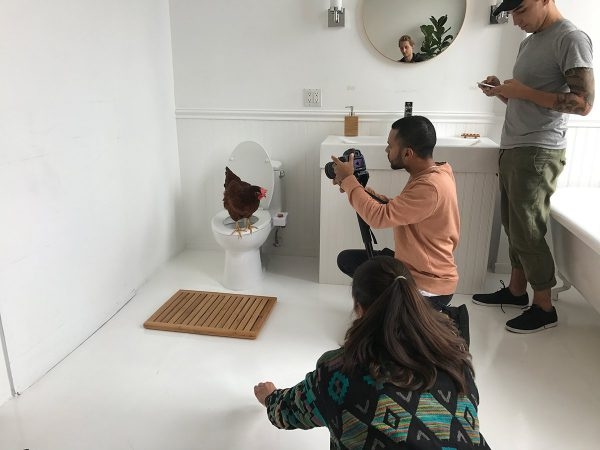 Курица живет в квартире — фото и карьера несушки фотомодели