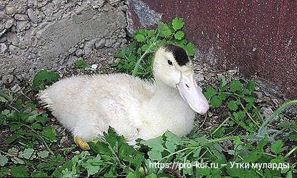 Муларды — выращивание в домашних условиях, кормление