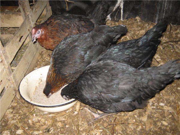 Обзор кур Московской породы