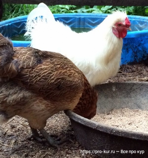 Сколько корма нужно курам в день, месяц и год?