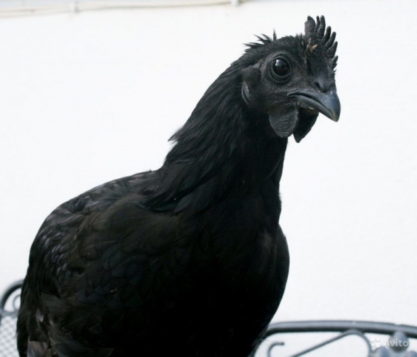 Мистические курочки Аям Цемани — кто они?