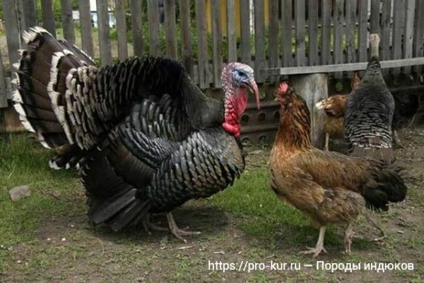 Породы индюков с фото и описанием, характеристики