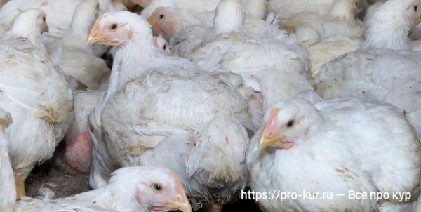 Болезни бройлеров — симптомы и лечение Болезни бройлеров — симптомы и лечение