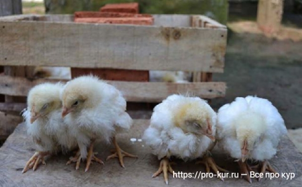 Болезни бройлеров — симптомы и лечение Болезни бройлеров — симптомы и лечение