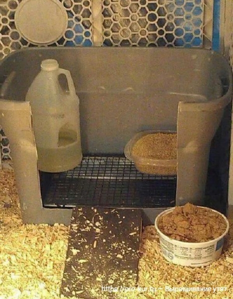 Выращивание утят в домашних условиях для начинающих Выращивание утят в домашних условиях для начинающих